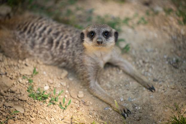 Zagreb: Životinje u Zoološkom vrtu odmaraju tijekom vrućina