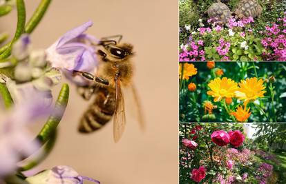Kako privući oprašivače u vrt: Na suncokret i lavandu dolazi više pčela pa i povrće bolje rodi