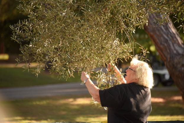 Maslina na Brijunima jedna je od najstarijih na Mediteranu