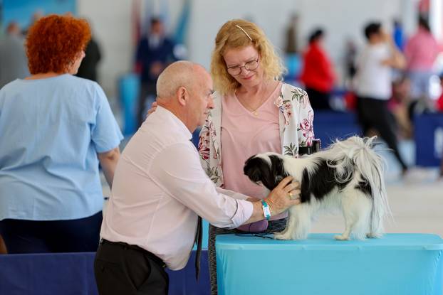 Zaton: Međunarodna izložba pasa pod nazivom CACIB Zadar 2025