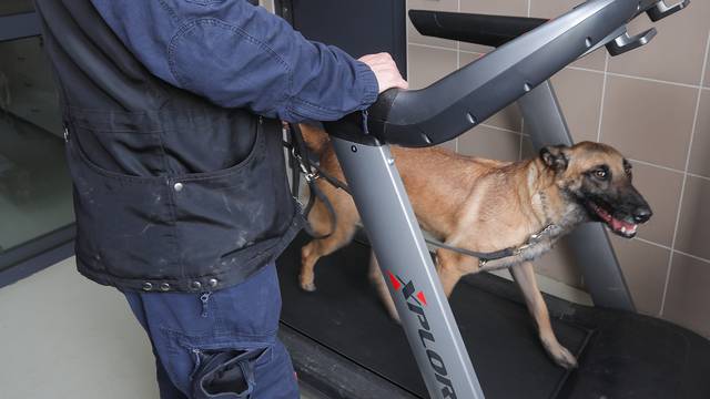 Zagreb: Automobili u Policijskoj akademiji u prtljažniku imaju mogućnost za pranje terenskih pasa