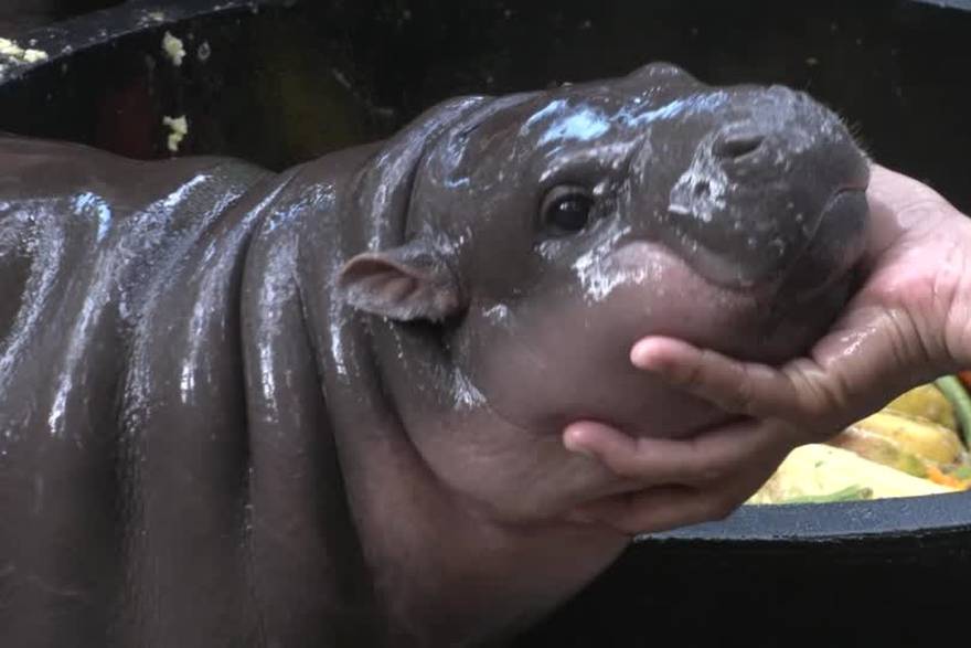 Tajlandski čuvari zoološkog vrta iznenađeni popularnom slavom 'poskočne' bebe nilskog konja