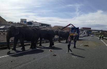 Slonovi trčali po autocesti u Španjolskoj, jedan preminuo
