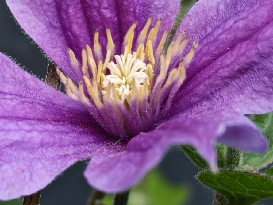 Isprobali smo Honor 400 Pro: Može baš sve kao duplo skuplji