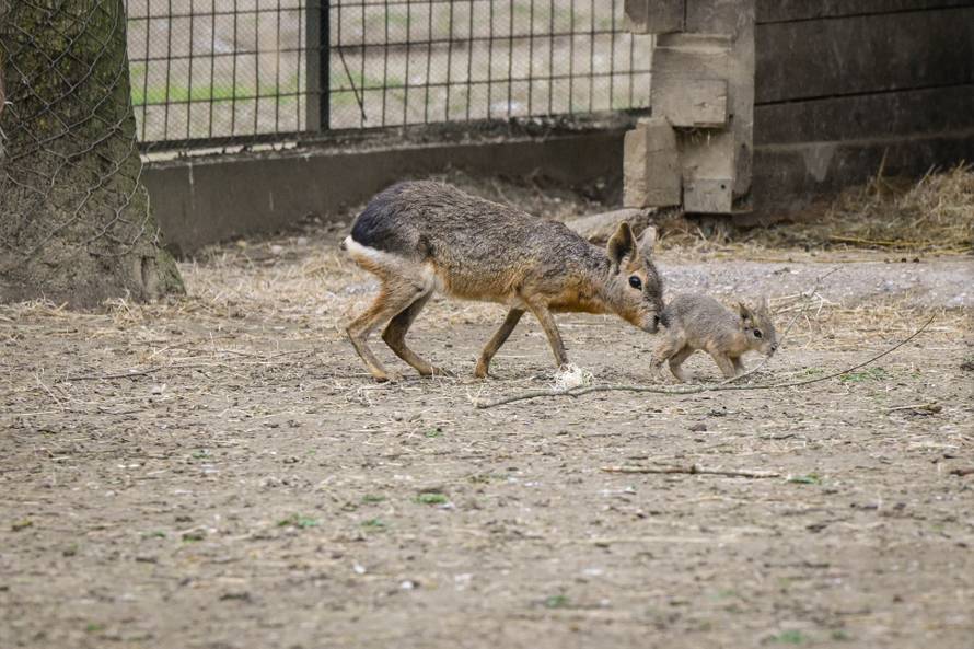 24sata Zagreb: Rodilište u Zoološkom vrtu