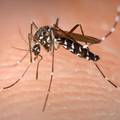 Komarci vole vlagu oko kuće: Ulovite ih u 'vodenu zamku'
