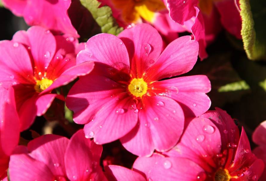 Robert Anić/PIXSELL