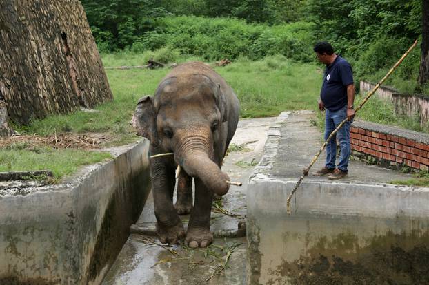 Amir Khalil, head of project development at FOUR PAWS International, sedates Kaavan, an elephant at the Marghazar Zoo in Islamabad