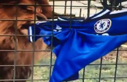 Kakav uvod u utakmicu: Bacio dres Chelseaja lavu u ZOO-u...