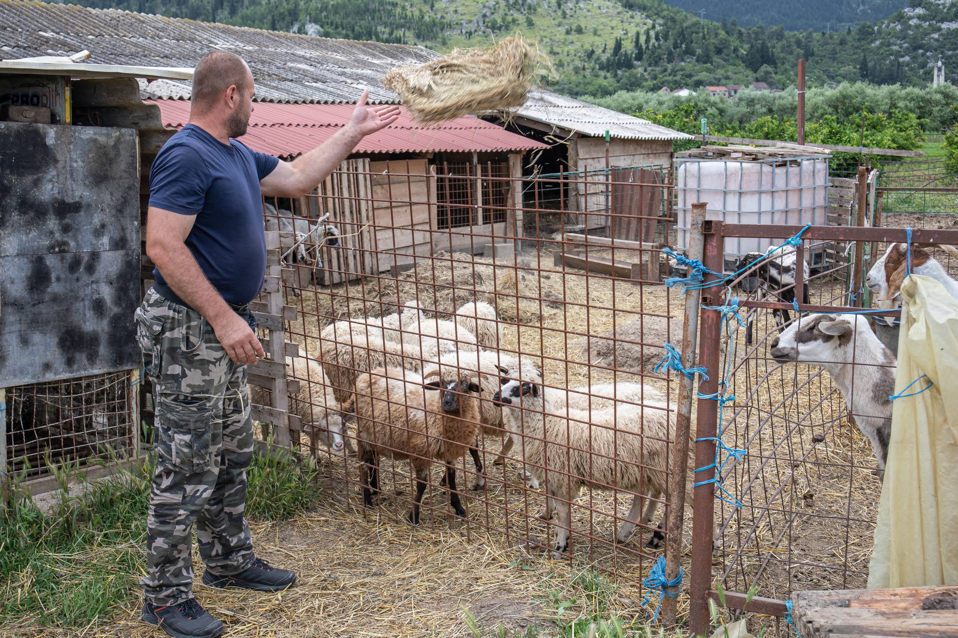 Zažablje: Zdenku Barišiću vukovi su zaklali stado ovaca