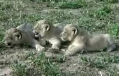 Opstanak lavova u safariju u Tel Avivu spasile lavice