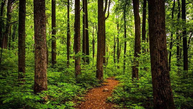 Europa teži ka bujnim šumama kroz obnovu bioraznolikosti