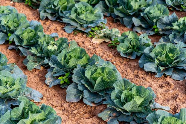 Polja kupusa u Istri