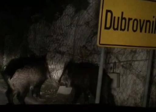 Nije ih bilo strah: Dva vepra trčala po cesti kod Dubrovnika