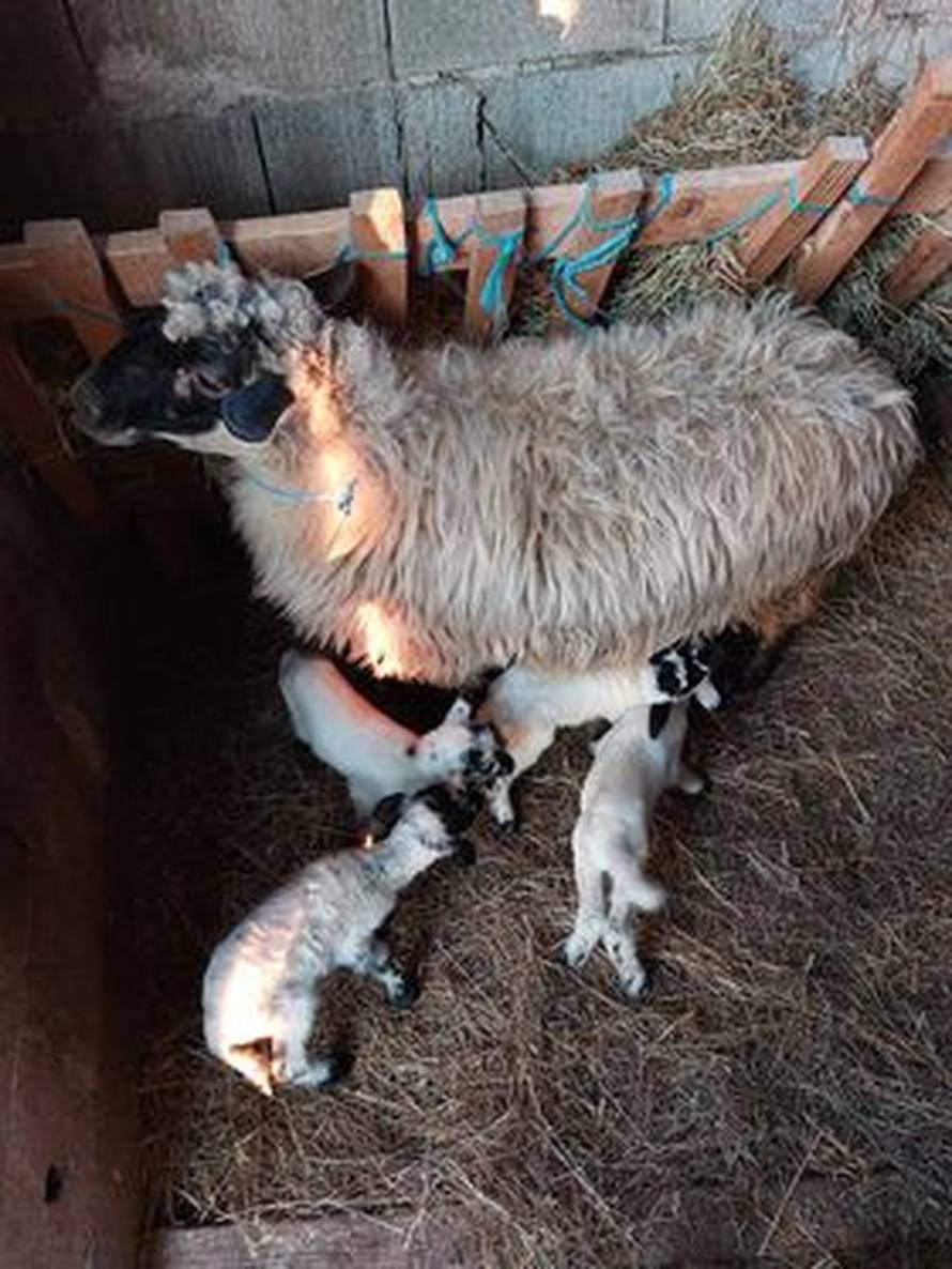Ovca Mrka iz Benkovca ojanjila četvorke: 'Nismo očekivali da će ih biti četvero, ali svi su zdravi'