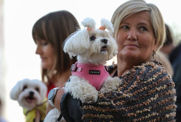 Zagreb: Blagoslov kućnih ljubimaca povodom svetkovine sv. Franje