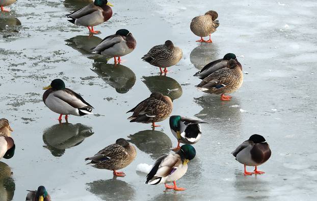 Sveta Nedelja: Zimska idila na jezeru Kipišće