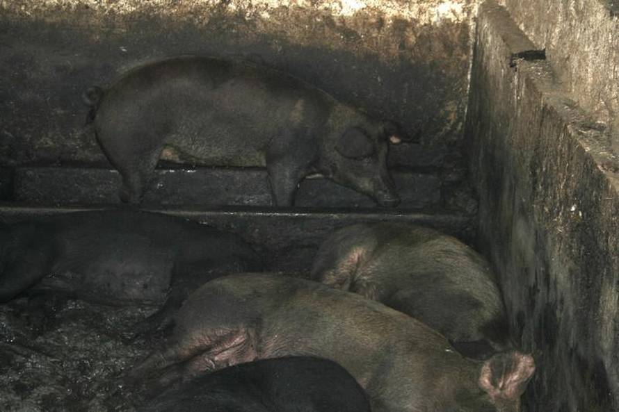 prijatelji-zivotinja.hr