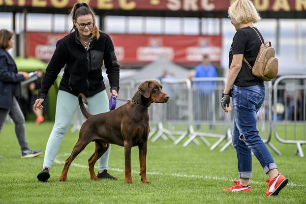 Velika Gorica: IDC Svjetsko prvenstvo pasmine doberman