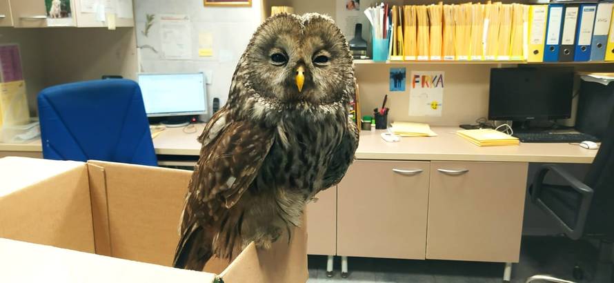 Vozač ZET-ova autobusa spasio ozlijeđenu sovu: 'Trebat će je operirati kako bi mogla letjeti'