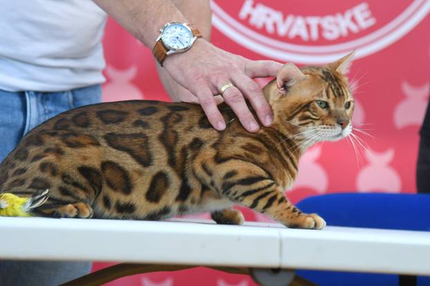 Bjelovar: Međunarodna izložba pasminskih mačaka u organizaciji Saveza felinoloških društava Hrvatske