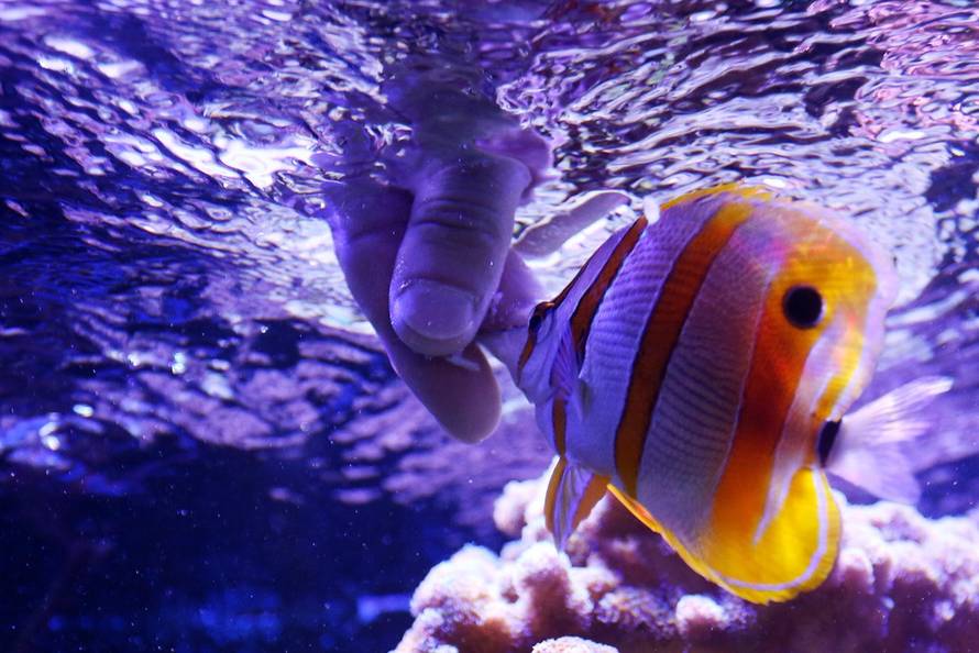 Borna Filić/Pixsell