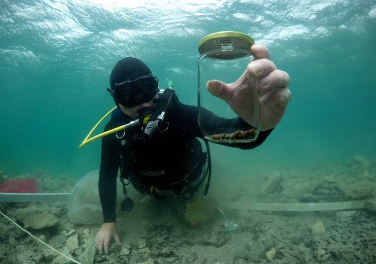Zadarski arheolozi našli 3500 godina stare koštice maslina