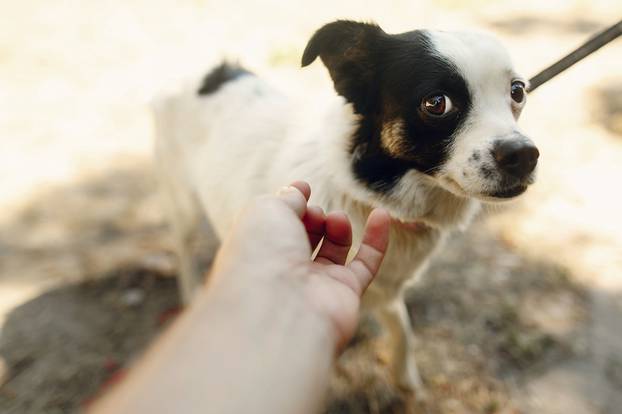 hand of man caress little scared dog from shelter posing outside
