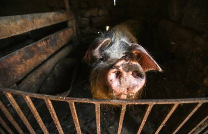 Zbog virusa svinjske kuge u Mrzoviću eutanazirano 27 svinja