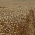 Krim naglo povećao izvoz pšenice u Siriju, u Ukrajini prosvjeduju zbog krađe žita