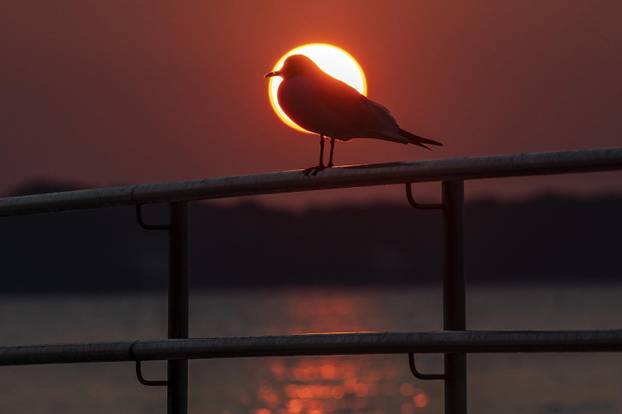 Galebovi uživaju na plažama upujajući posljednje zrake današnjeg sunca