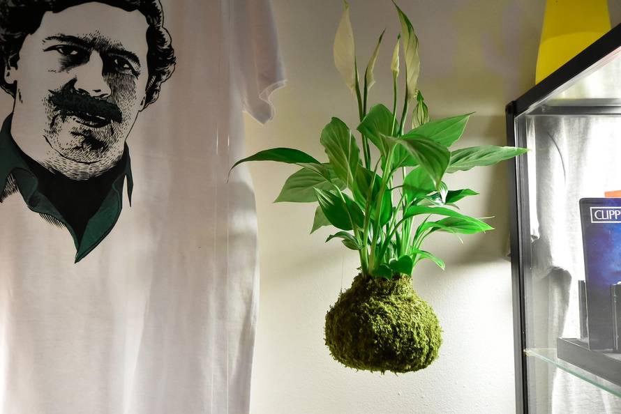 'Korona nam ne može ništa. Hrvati i dalje traže CBD cvijet'