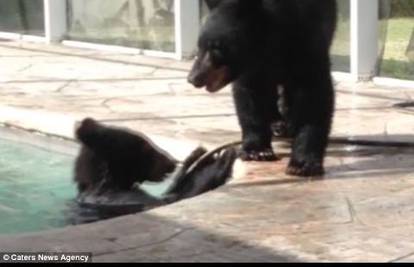 Nepozvani gosti: Vlasnicu šokirala tri medvjeda u bazenu