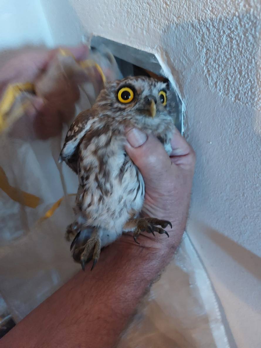 VIDEO Hej, što vi tu radite? Ženi kod Zadra u dimnjak se uselila obitelj sova: 'Pustili smo ih van'