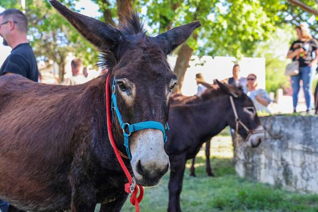 Pula: Održana je tradicionalna 55. Trka na tovari
