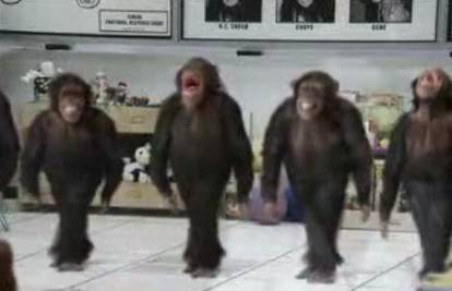 Vesele čimpanze plešu tradicionalni irski ples