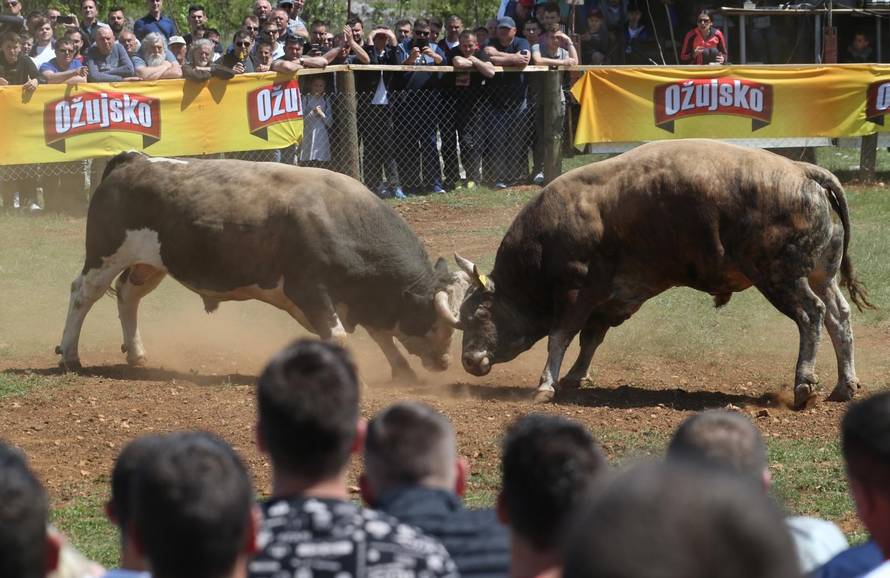 'Ne damo Peronji da viđa krave prije borbe. On bi se zaljubio!'