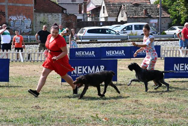 Požega: Nacionalna izložba pasa "CAC Požega 2024."