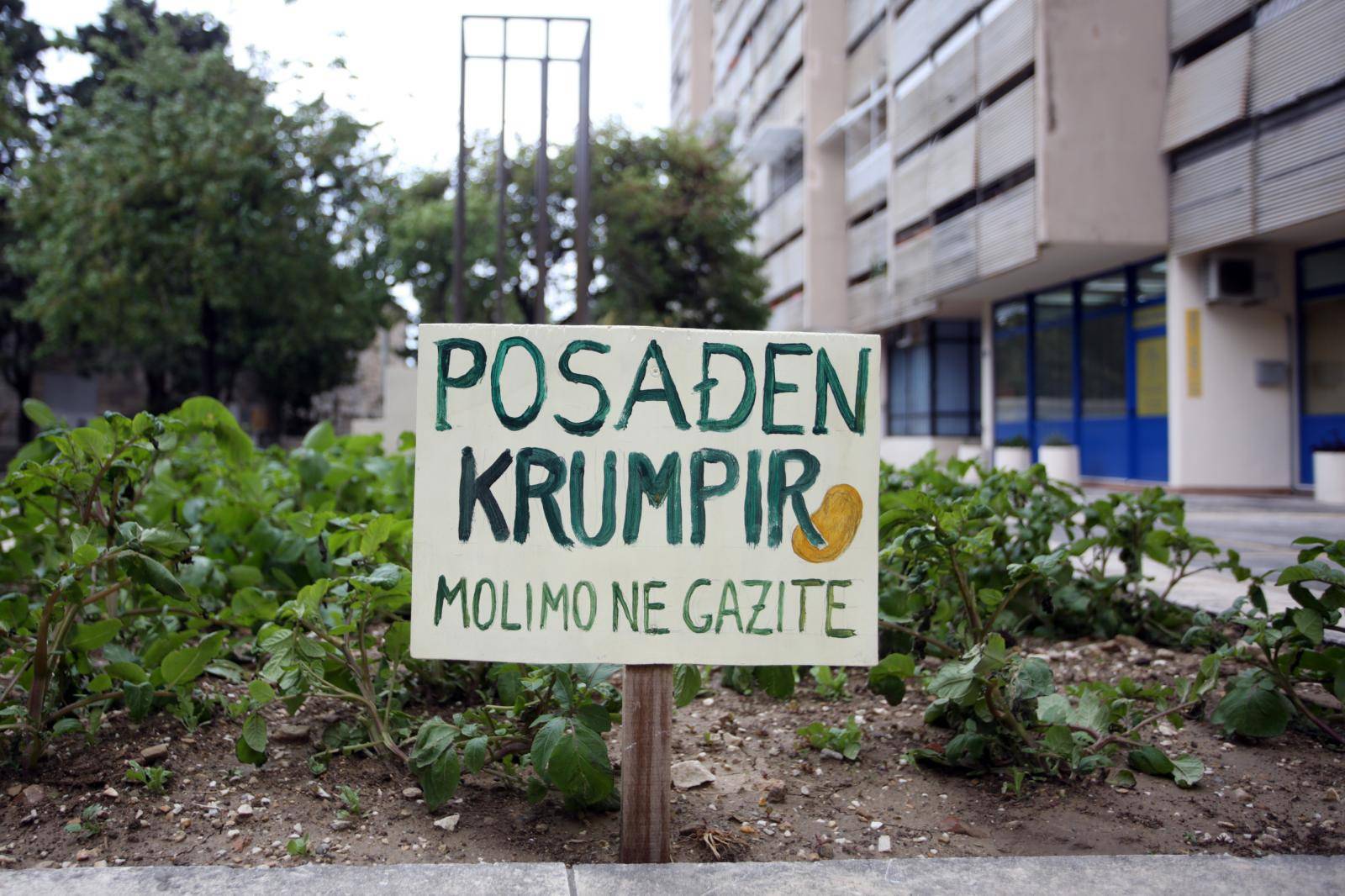 Split: Stanovnici Papandopulove ispred zgrade zasadili krumpir