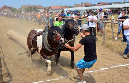 Natjecanje: Snažni konji su i dalje bolji od nekih traktora