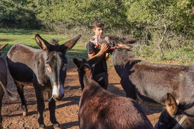 Vodnjan: Za Naj kozu 2025. godine izabrana je koza Jelena, vlasnika Mattea Muškovića 