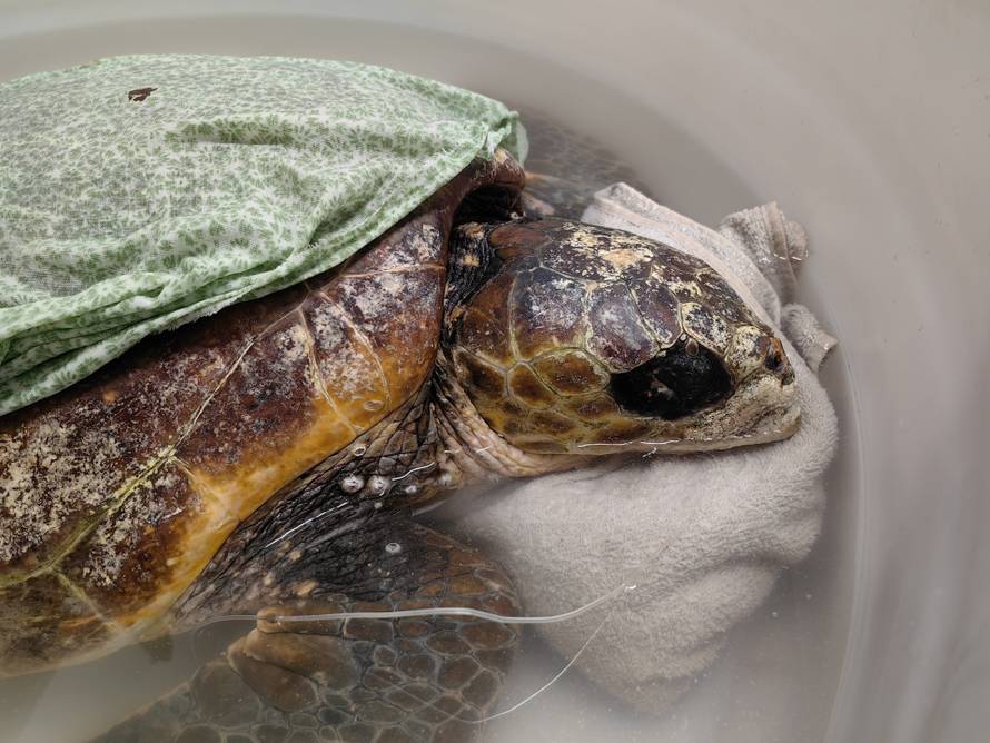 Glavata želva Elpsi progutala ribarsku udicu, liječe je u Puli