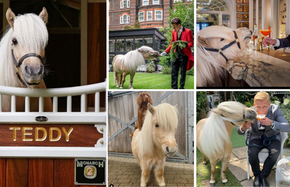 Hotel u Londonu nudi druženje s ponijem: Voli maženje i piknik