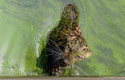 Kako leopard izlazi iz vode? Pa uz pomoć ljestvi, naravno