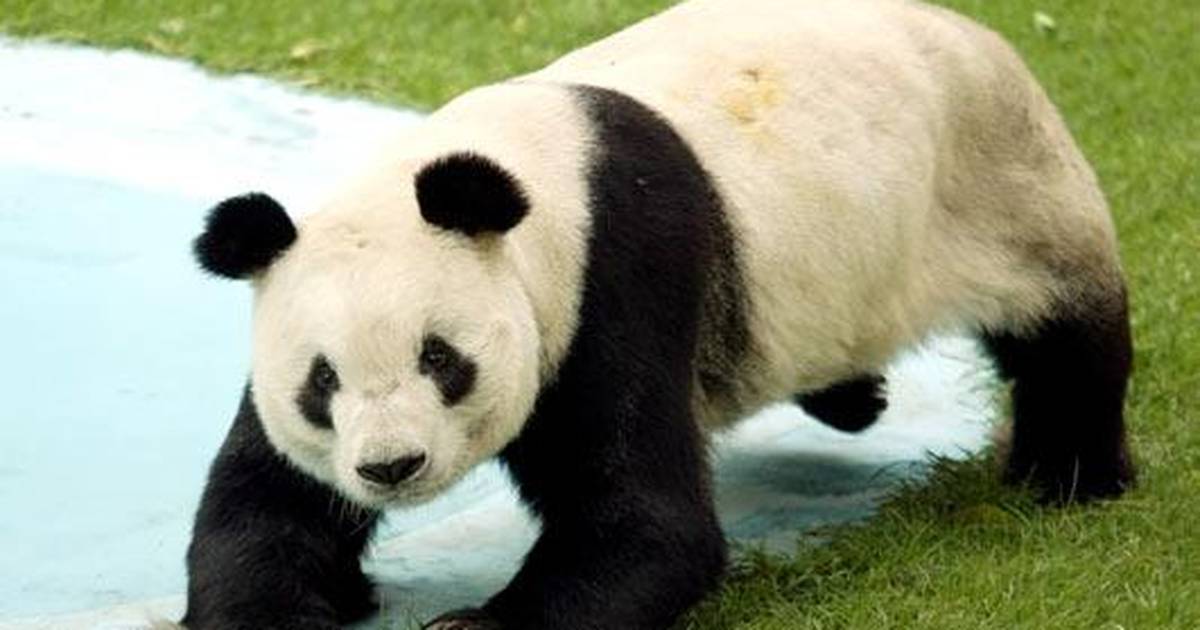 Panda search
