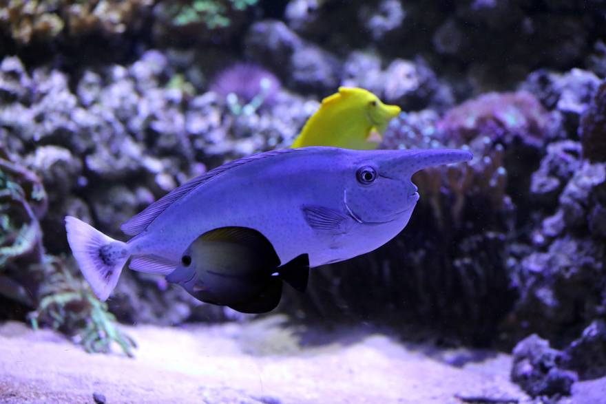 Riba jednorog u pulskom Aquariumu