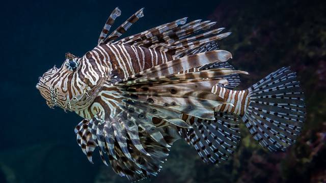 Vrag u Jadranu: Nova invazivna vrsta stigla je kroz Suez, a otrov ove ribe može izazvati smrt
