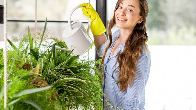 Sobne biljke ipak nisu važne za pročišćavanje zraka u prostoriji