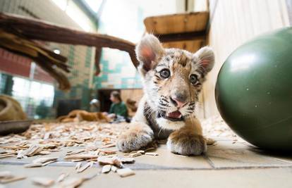 U zoološkom vrtu u Meksiku na svijet je došao tigrić Covid
