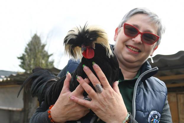 Neobične kokoši u Zvijercima kod Bjelovara nesu jaja u raznim bojama